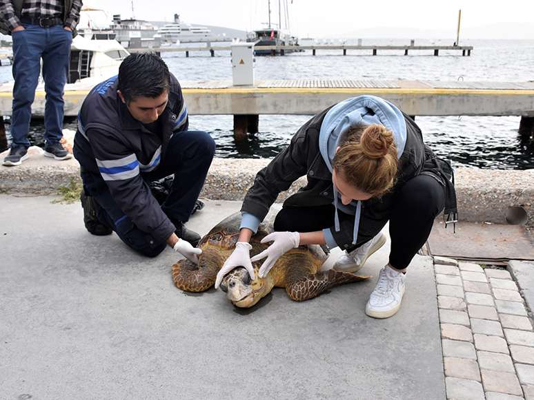 Bodrum'da Suda Hareketsiz Halde Bulunan Caretta Caretta Tedaviye Alındı