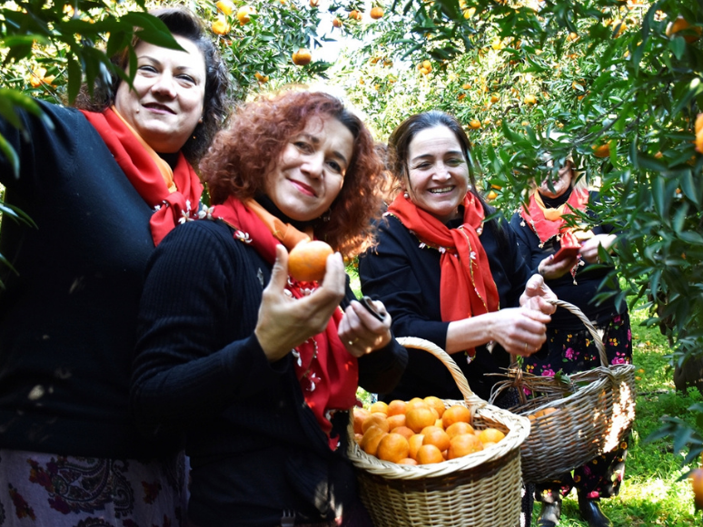 Muğla'da Bodrum Mandalina Hasat Festivali Düzenlendi