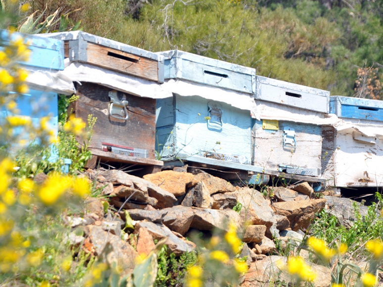 Muğla'da Çam Balı Üreticileri Bahar Hazırlıklarına Başladı