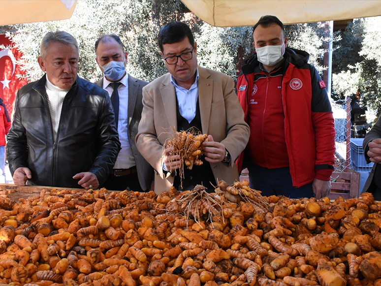 Muğla'da Hasadı Yapılan Zerdeçal, Üreticisinin Yüzünü Güldürdü