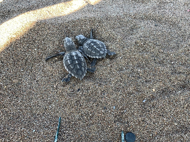 Caretta Caretta Yavruları Mavi Sularla Buluşmaya Başladı