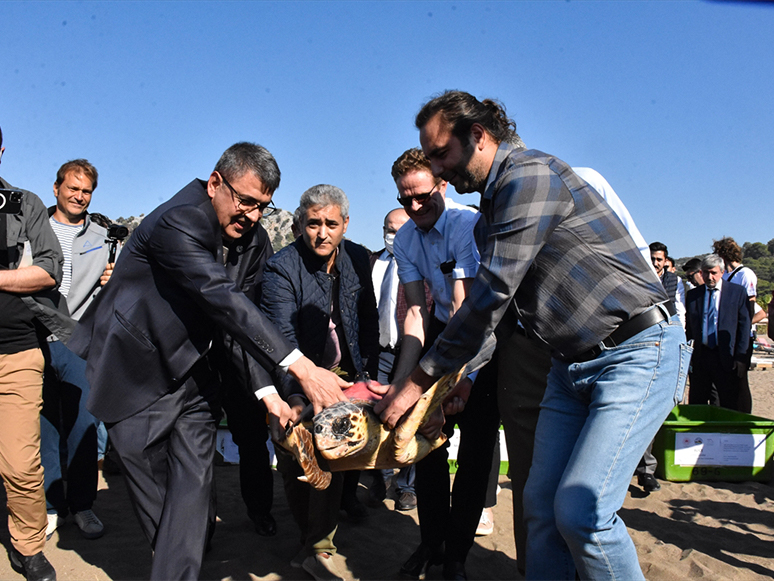 Muğla’da 2 Caretta Caretta ile Yeşil Deniz Kaplumbağasının Tedavisi Tamamlandı