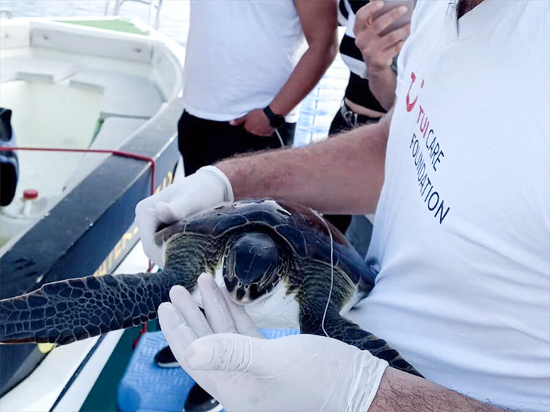 Yaralı Bulunan Yeşil Deniz Kaplumbağası Tedaviye Alındı