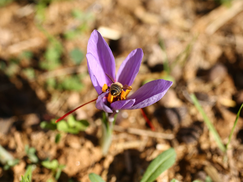 Muğla'nın İklimine Uyum Sağlayan Safranın Hasadı Yapıldı