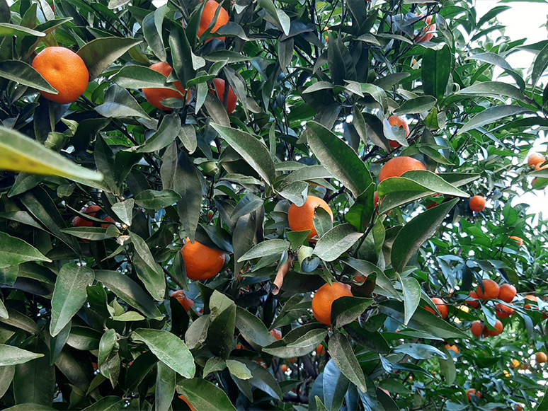 Bodrum Mandalinasının Kokusu ABD'ye Taşındı