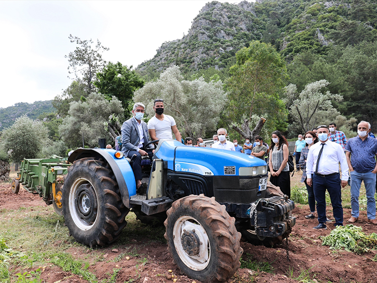 Marmaris'te İhtiyaç Sahiplerine Dağıtılacak Patatesin Hasadına Başlandı