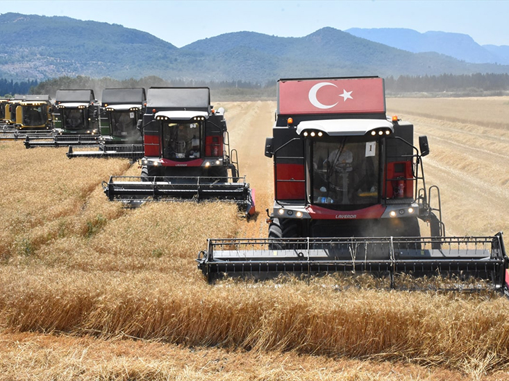 Dalaman TİGEM'de Yerli Tohum Buğdayın Hasadına Başlandı